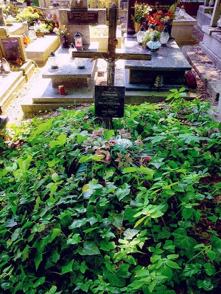 grób z drewnianym krzyżem porośnięty bluszczem